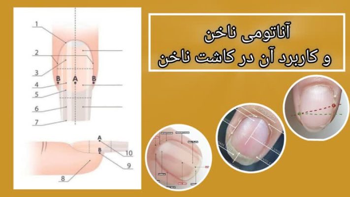 آناتومی ناخن و کاربرد آن در کاشت ناخن
