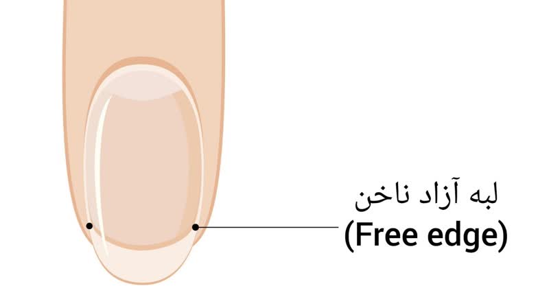 لبه آزاد ناخن (Free edge)